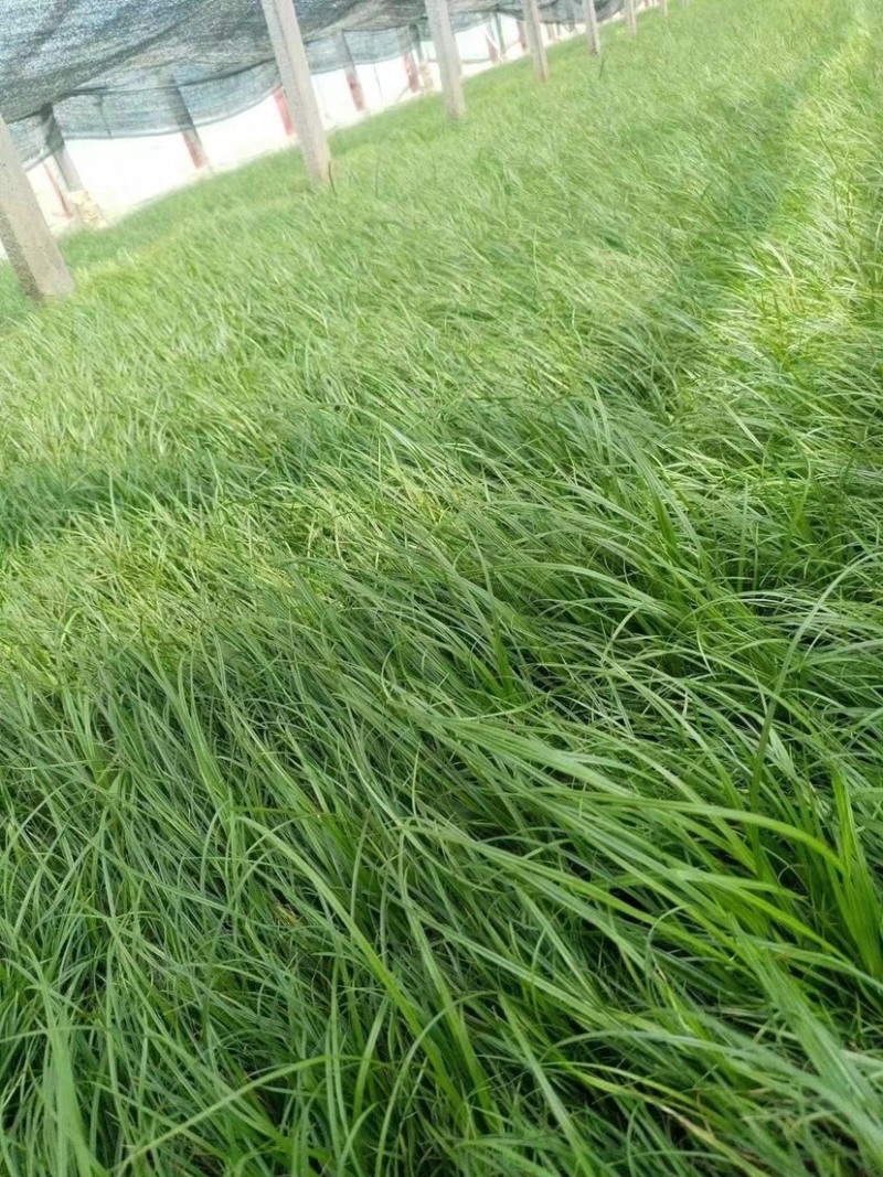 青绿苔草，多年生宿根花草，耐寒耐旱耐运输，成活率高