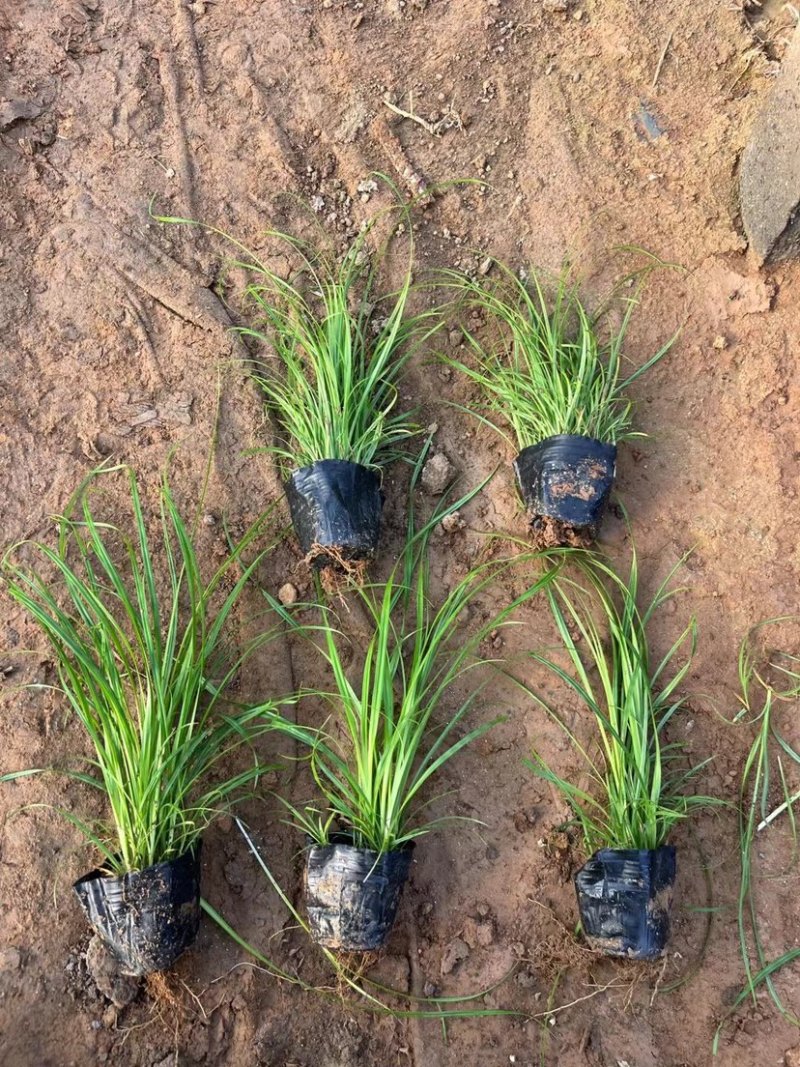 青绿苔草，多年生宿根花草，耐寒耐旱耐运输，成活率高