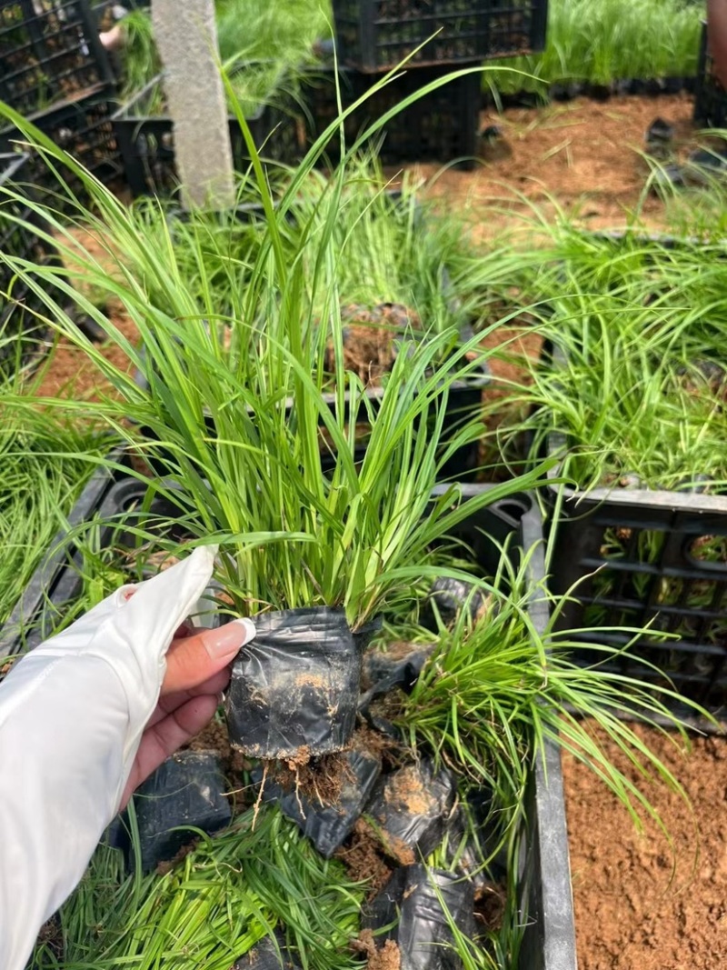 青绿苔草，多年生宿根花草，耐寒耐旱耐运输，成活率高