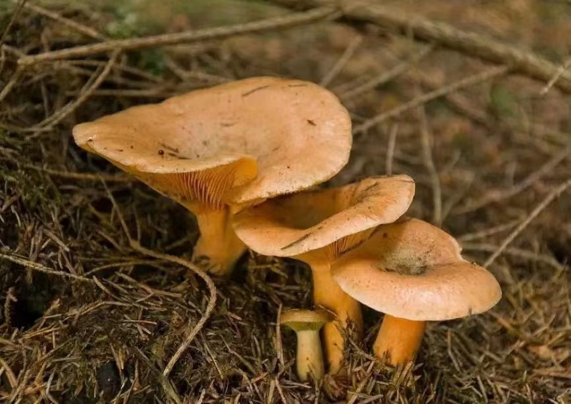 内蒙野生蘑菇大量上市，供应全国客商，量大。