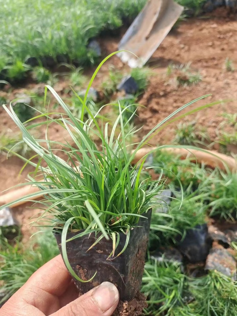 青绿苔草，多年生宿根花草，耐寒耐旱耐运输，成活率高