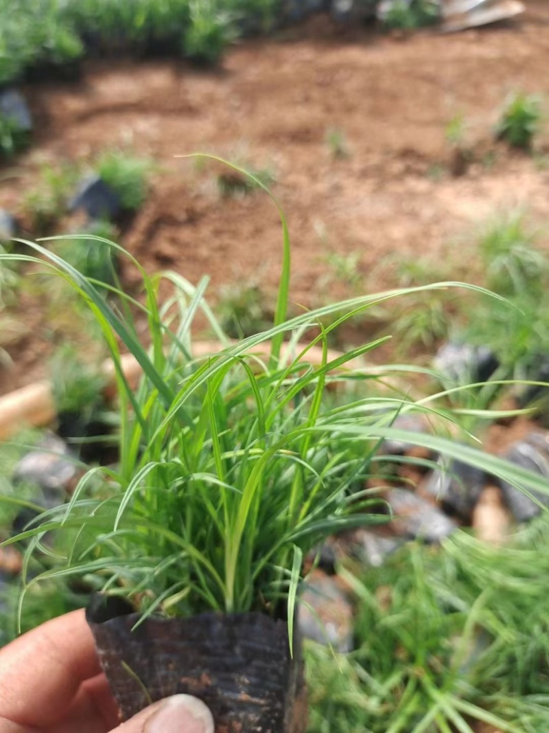 青绿苔草，多年生宿根花草，耐寒耐旱耐运输，成活率高