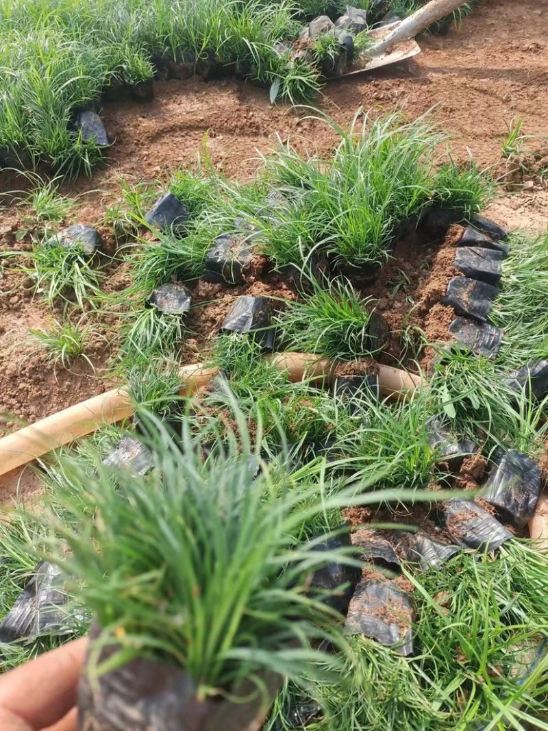 青绿苔草，多年生宿根花草，耐寒耐旱耐运输，成活率高