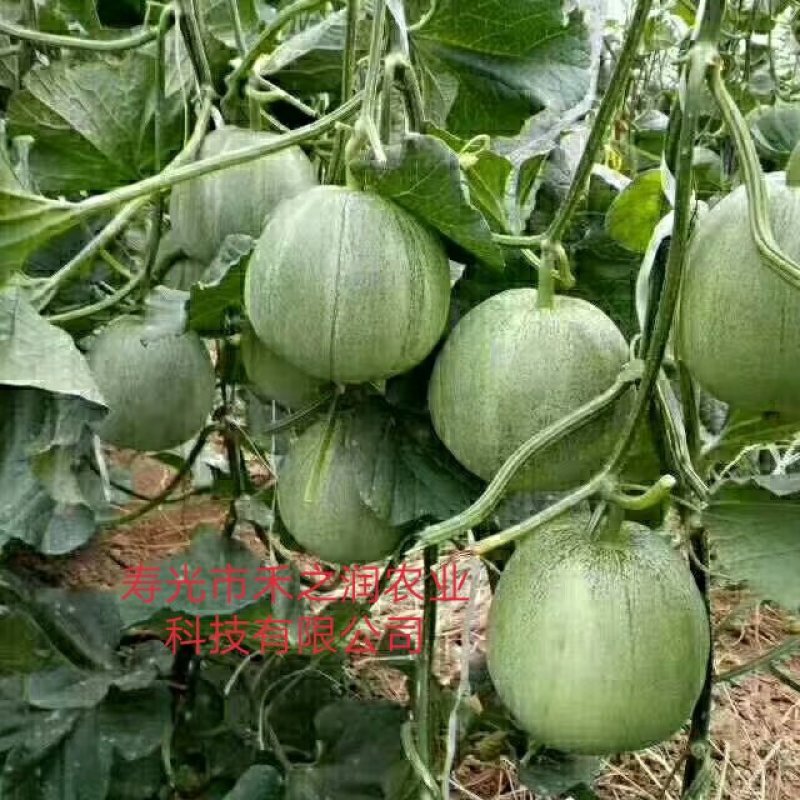 甜瓜苗嫁接甜瓜苗羊角密绿宝甜瓜苗基地直发
