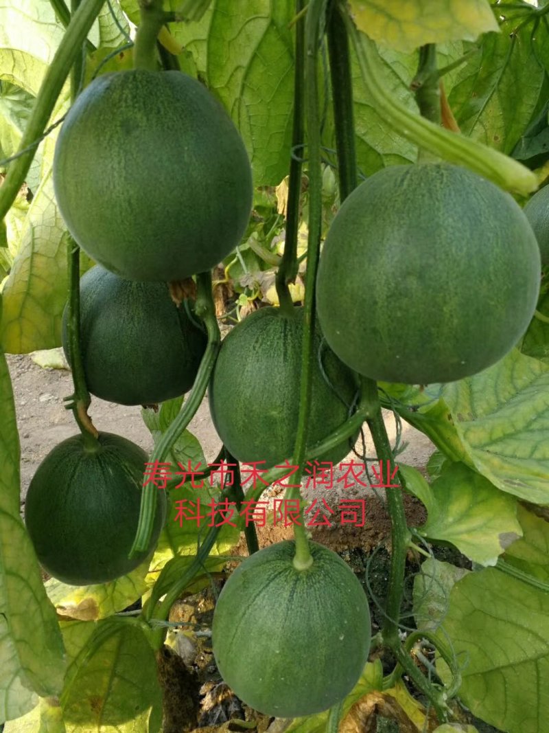 甜瓜苗嫁接甜瓜苗羊角密绿宝甜瓜苗基地直发