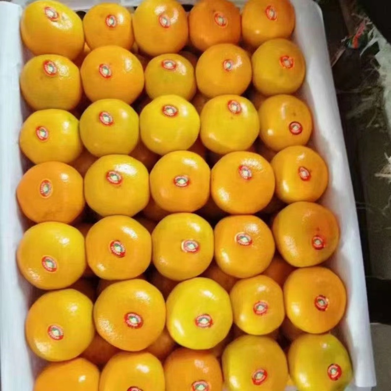 【精品蜜橘】小叶橘细皮扁型果，纯甜化渣，质量三包诚信经营