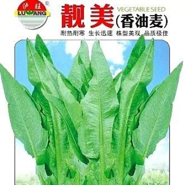 油麦菜种子靓美无斑香油麦菜耐寒耐热四季可种品质好