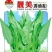 油麦菜种子靓美无斑香油麦菜耐寒耐热四季可种品质好