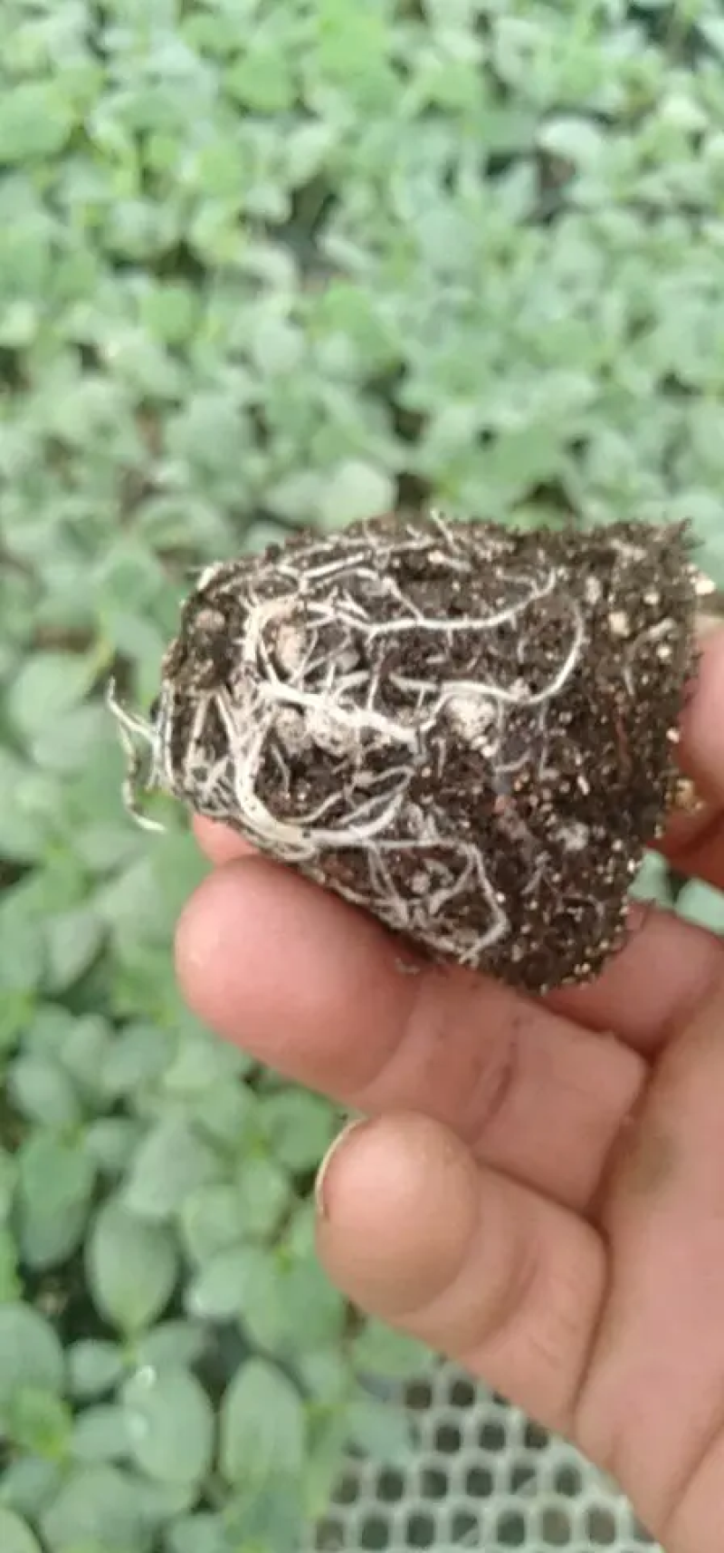 西兰花苗山东西兰花苗基地直发存活率高可签订合同