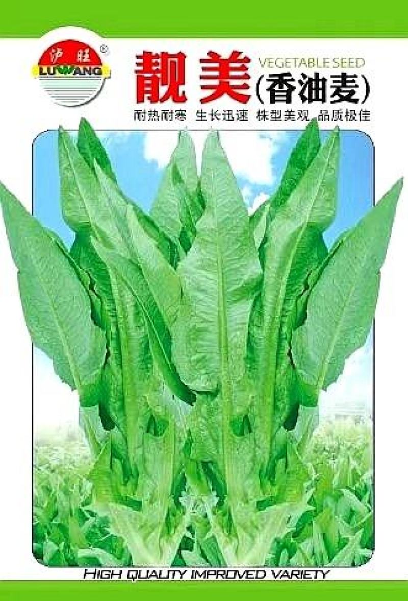 油麦菜种子靓美无斑香油麦菜耐寒耐热四季可种品质好