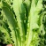 油麦菜种子靓美无斑香油麦菜耐寒耐热四季可种品质好