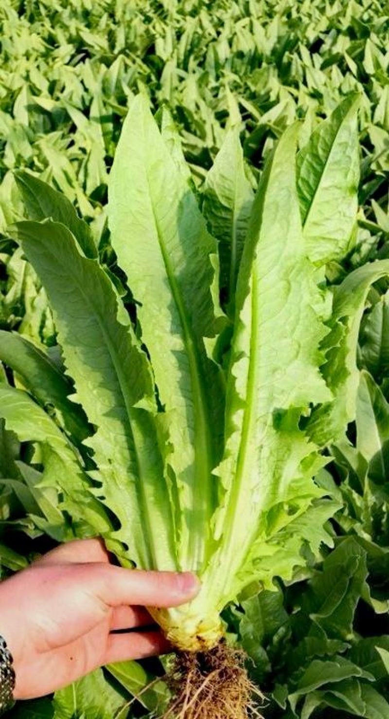 油麦菜种子靓美无斑香油麦菜耐寒耐热四季可种品质好