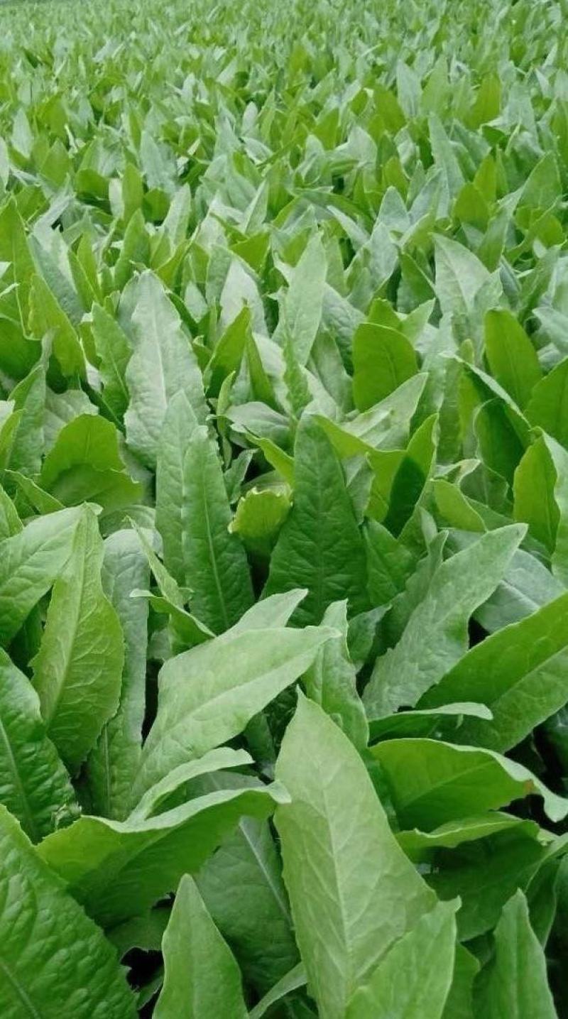 油麦菜种子靓美无斑香油麦菜耐寒耐热四季可种品质好