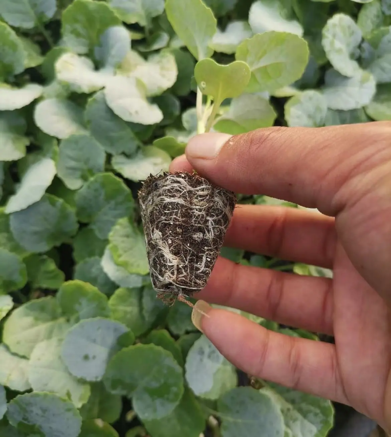 西兰花苗山东西兰花苗基地直发存活率高可签订合同
