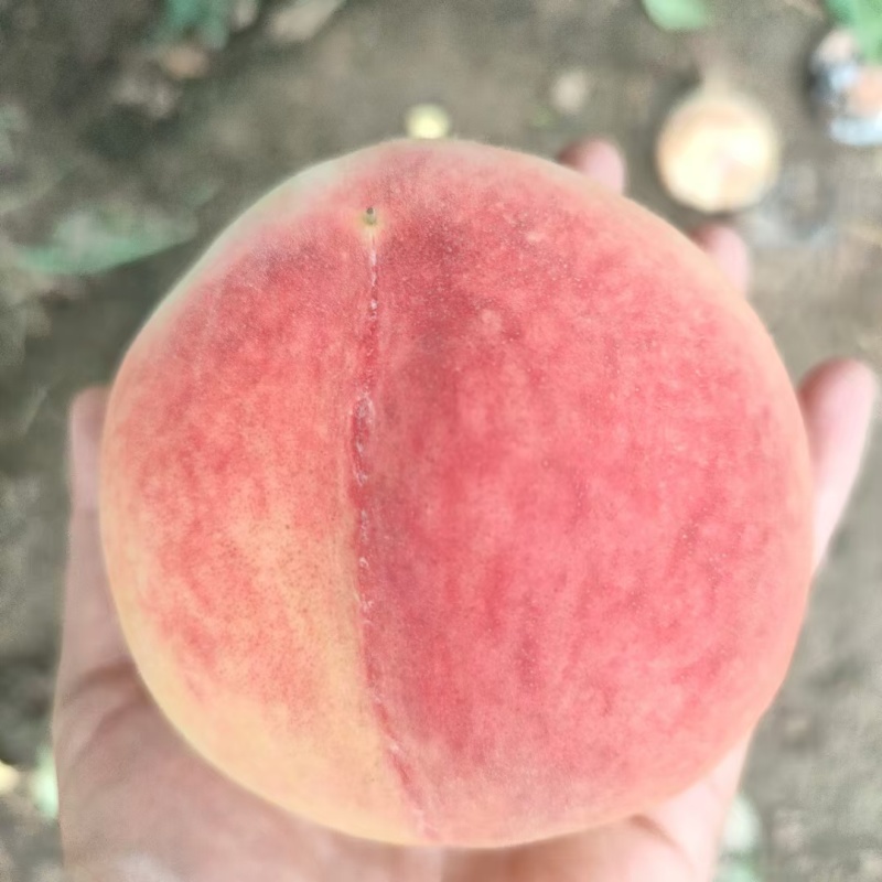 北京十四号鲜桃