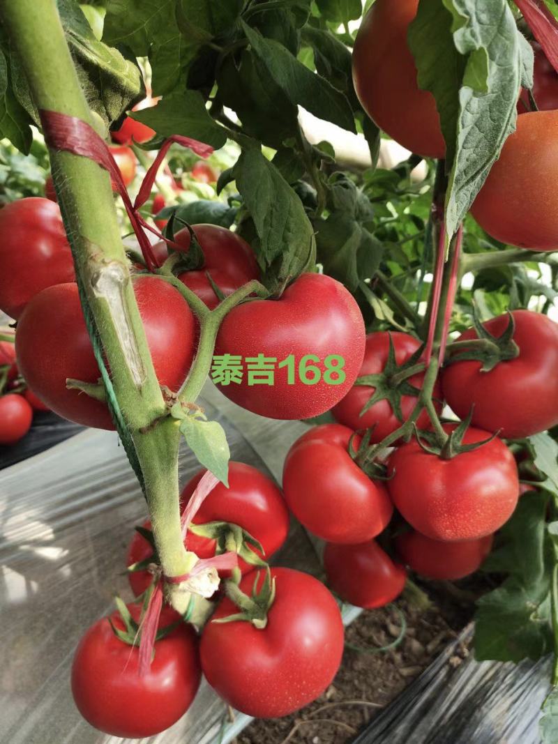 西红柿苗抗病毒耐高温越冬红果番茄苗石头果番茄苗