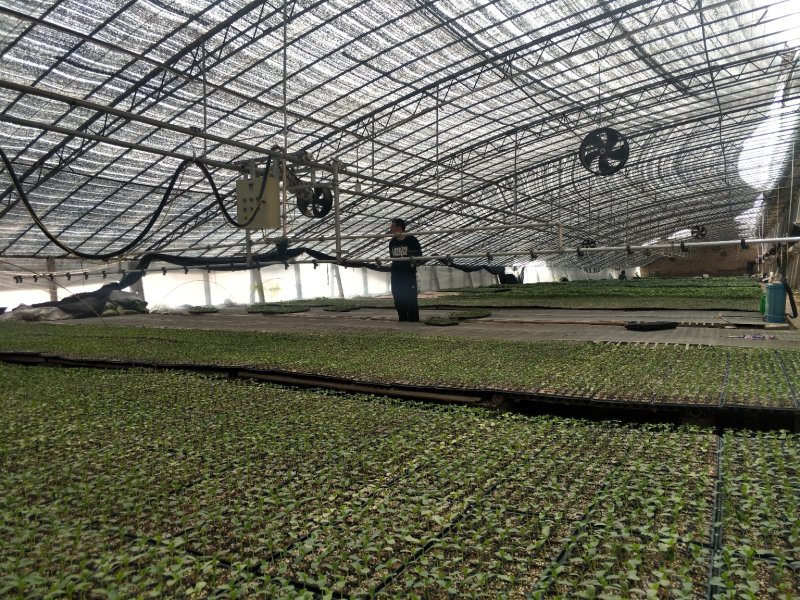 西红柿苗抗病毒耐高温越冬红果番茄苗石头果番茄苗