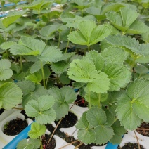 红颜章姬白草莓草莓苗包活