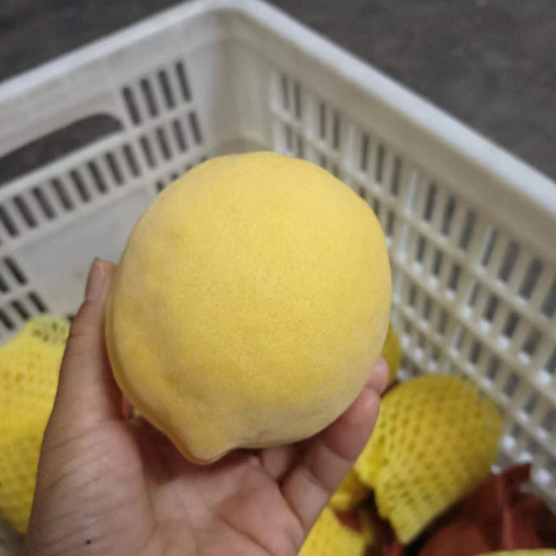 锦绣黄桃大量上市中，原产地直发，口感醇甜，纯绿色食品，