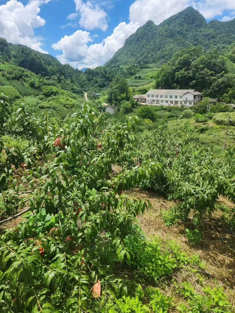 锦绣黄桃大量上市中，原产地直发，口感醇甜，纯绿色食品，