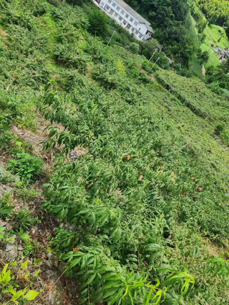 锦绣黄桃大量上市中，原产地直发，口感醇甜，纯绿色食品，