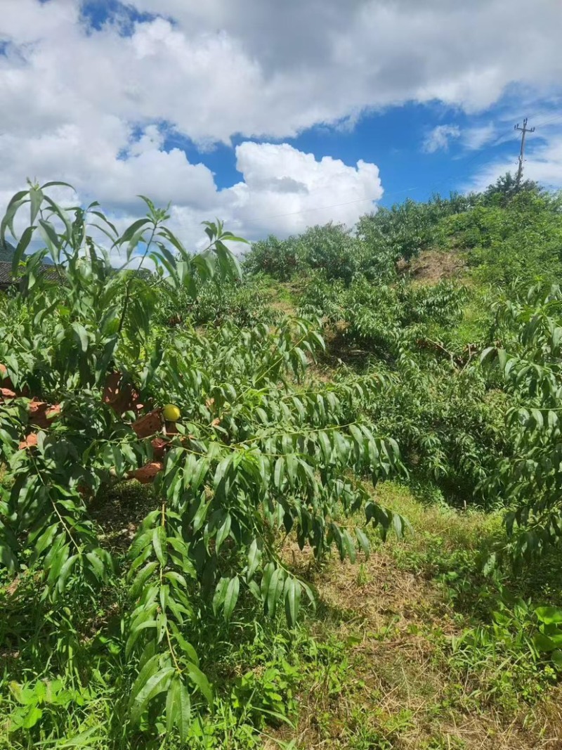 锦绣黄桃大量上市中，原产地直发，口感醇甜，纯绿色食品，