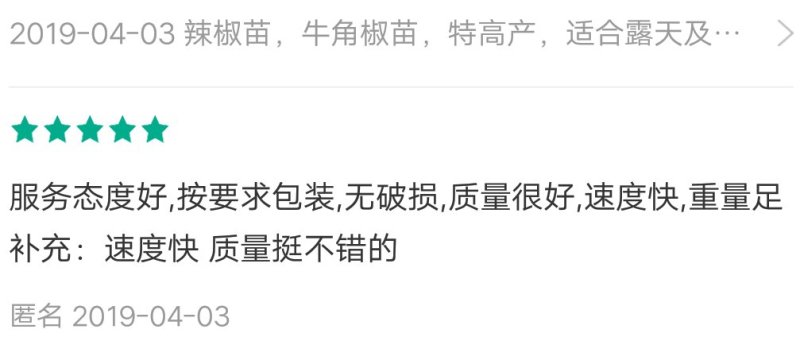 辣椒苗秋延越冬大果尖椒牛角尖椒苗黄皮尖椒苗耐高温