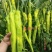 辣椒苗秋延越冬大果尖椒牛角尖椒苗黄皮尖椒苗耐高温