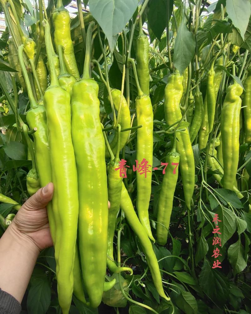 辣椒苗秋延越冬大果尖椒牛角尖椒苗黄皮尖椒苗耐高温