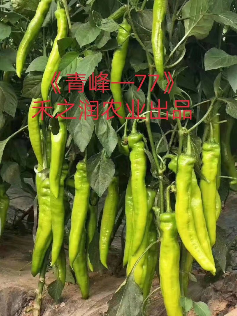 辣椒苗秋延越冬大果尖椒牛角尖椒苗黄皮尖椒苗耐高温