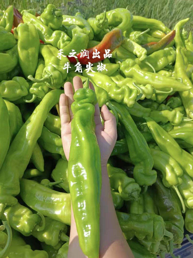 辣椒苗秋延越冬大果尖椒牛角尖椒苗黄皮尖椒苗耐高温