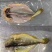 黄花鱼