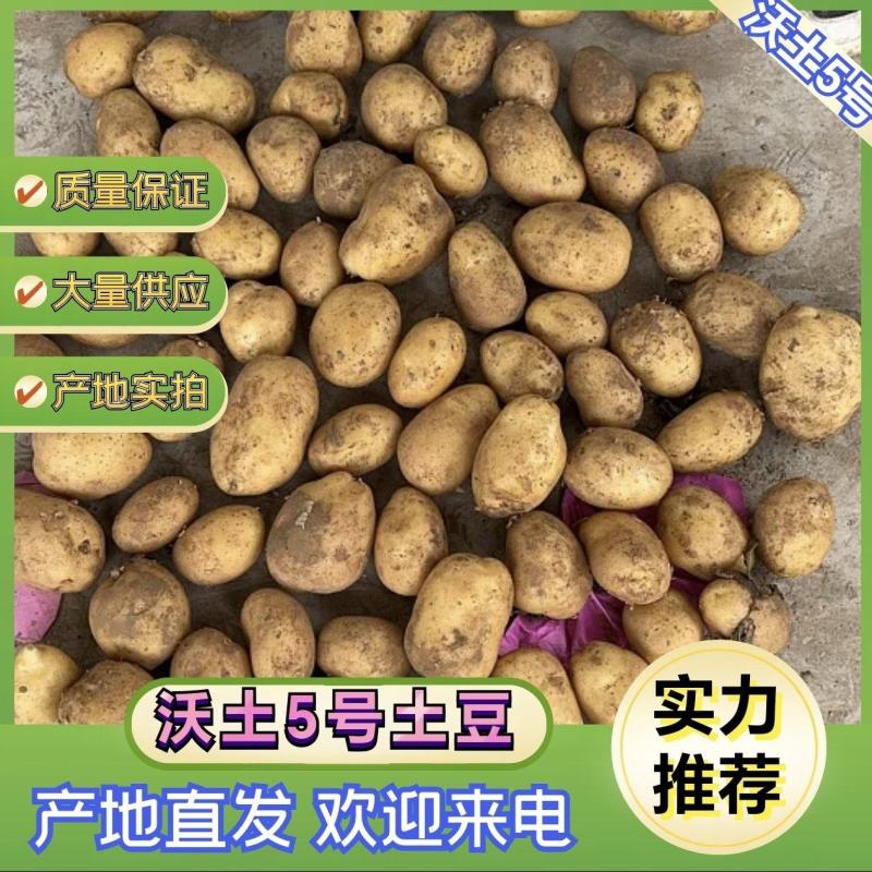 精品黄心土豆荷兰十五土豆大量供应代发全国诚信合作