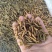 无骨虫食用干净五谷虫干黄金无谷虫蛆蝇蛆干