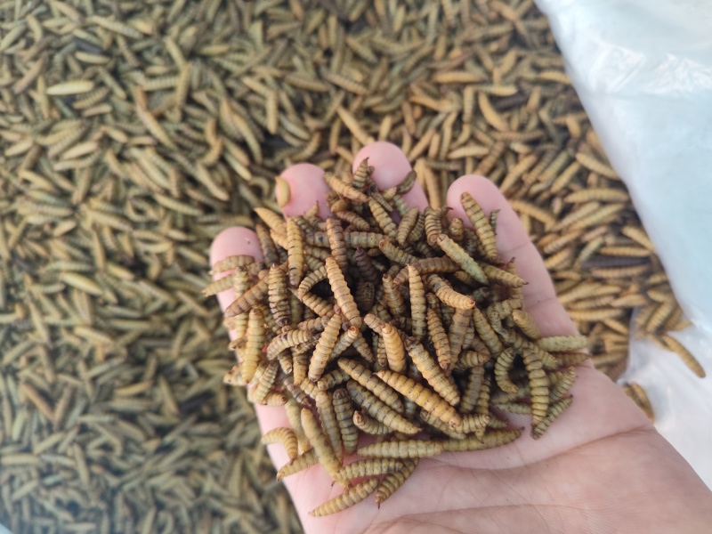 无骨虫食用干净五谷虫干黄金无谷虫蛆蝇蛆干