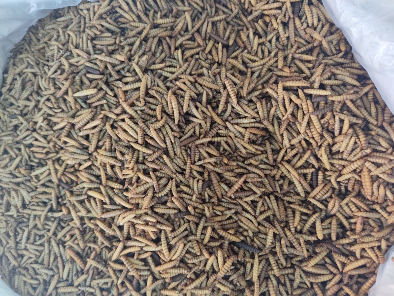 无骨虫食用干净五谷虫干黄金无谷虫蛆蝇蛆干