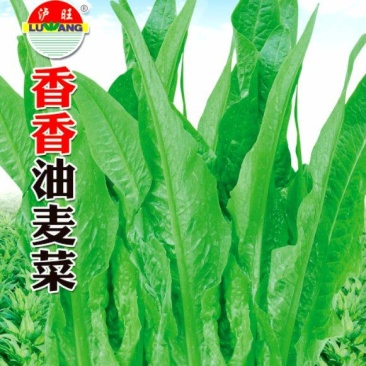 油麦菜种子香香油麦菜无斑油亮耐寒抗热抗病适应范围广