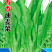 油麦菜种子香香油麦菜无斑油亮耐寒抗热抗病适应范围广