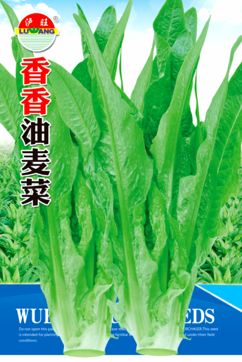 油麦菜种子香香油麦菜无斑油亮耐寒抗热抗病适应范围广