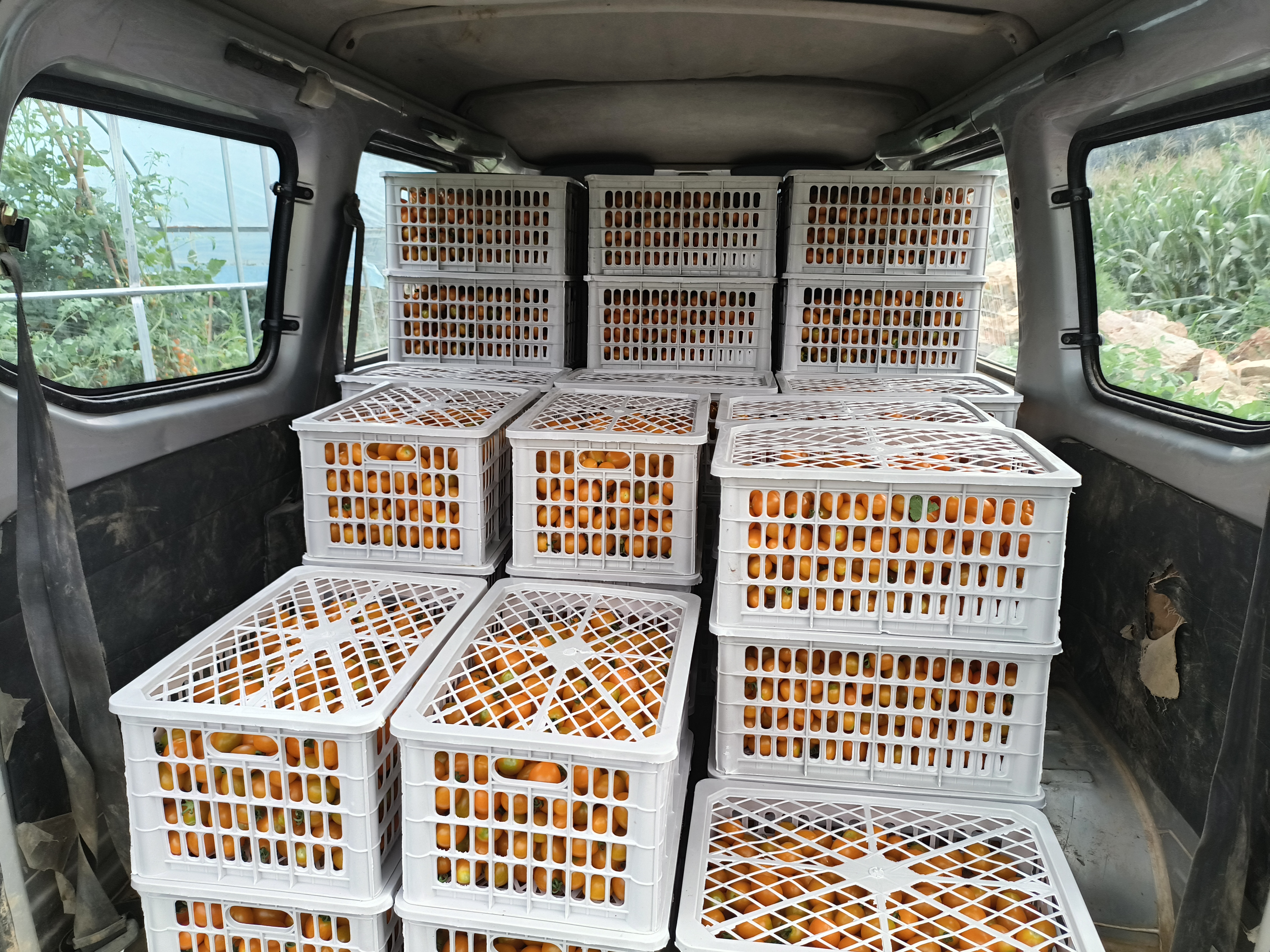 千禧圣女果市场销售现场