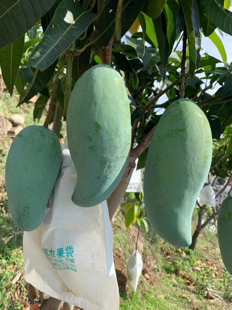 金煌芒果四川攀枝花金煌芒