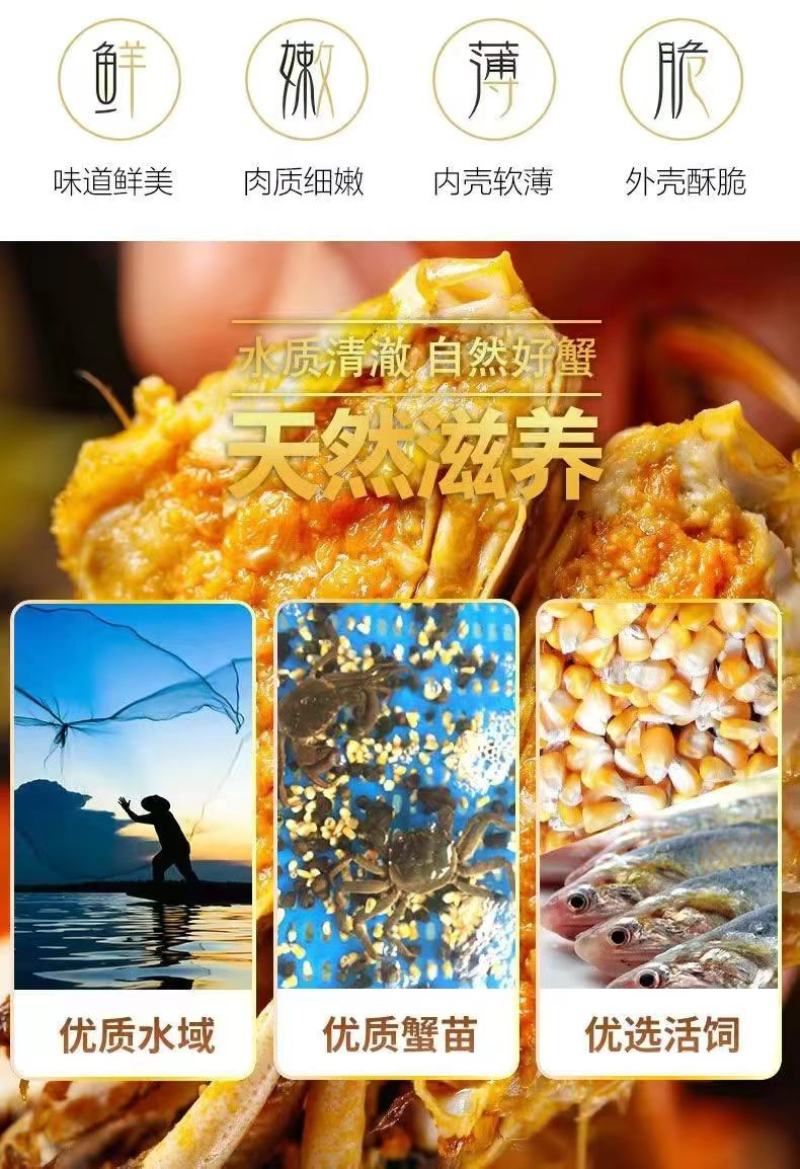 固城湖大闸蟹，开始上市