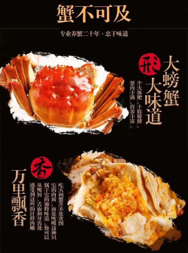 固城湖大闸蟹，开始上市