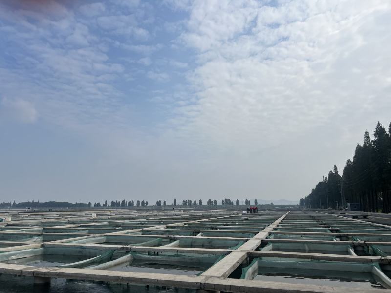 固城湖大闸蟹，开始上市