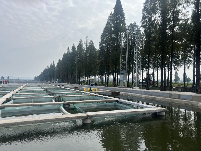固城湖大闸蟹，开始上市