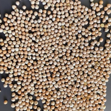 鹰嘴豆新疆鹰嘴豆一手货源全国代发价格优惠欢迎致电