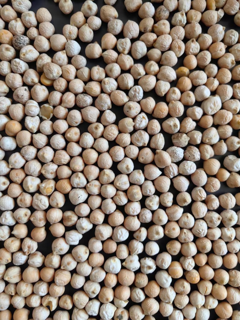 鹰嘴豆新疆鹰嘴豆一手货源全国代发价格优惠欢迎致电