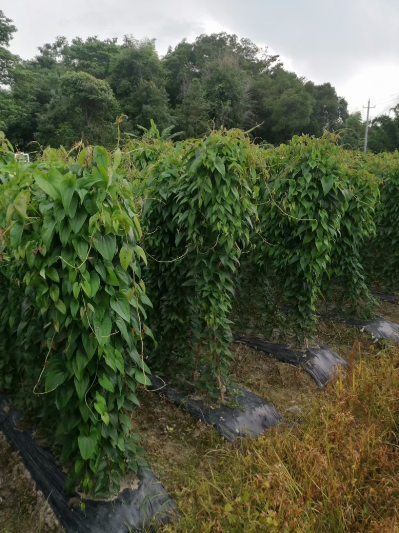 赣南紫山药江西脚板薯蔬菜铁棍山药富硒紫玉淮山包邮