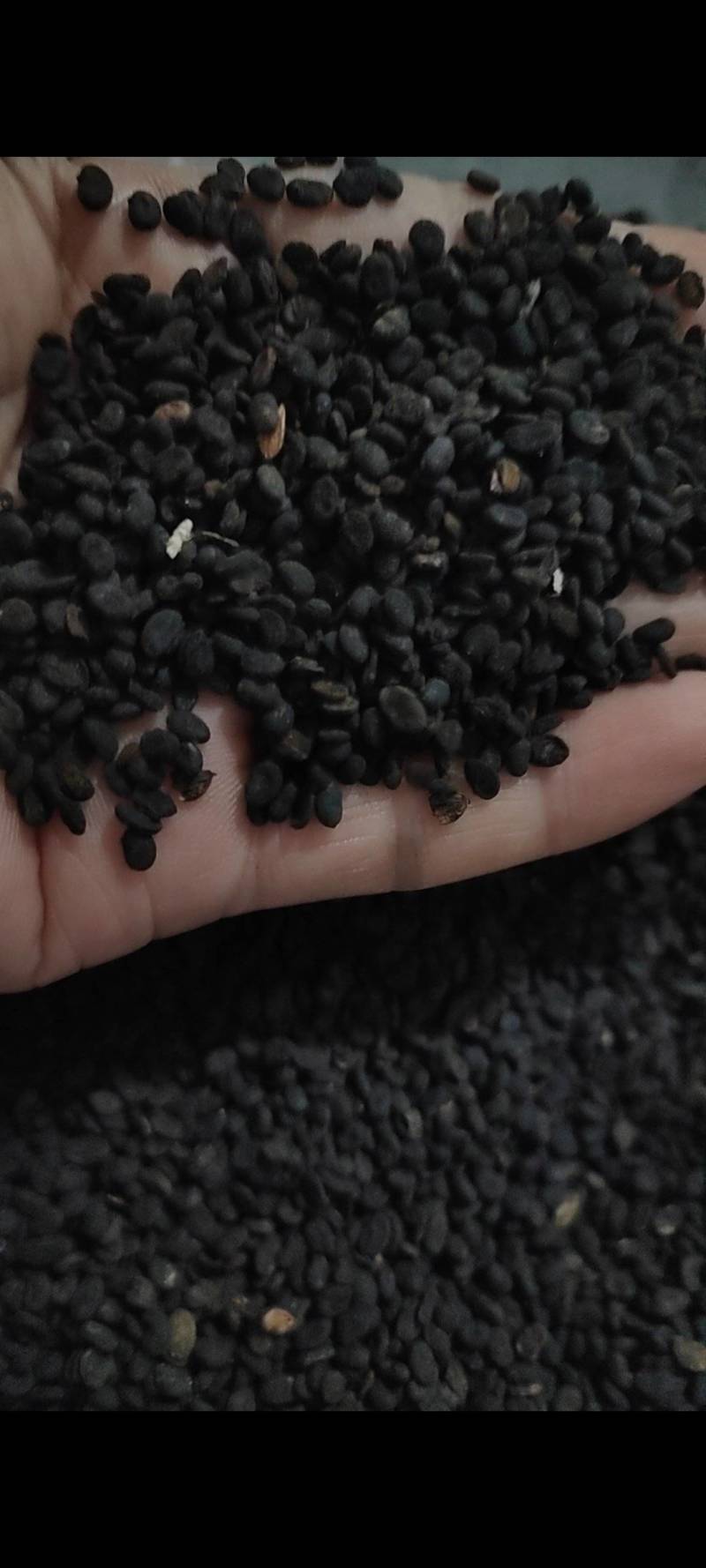 补骨脂过风车筛干净的微信勾通**