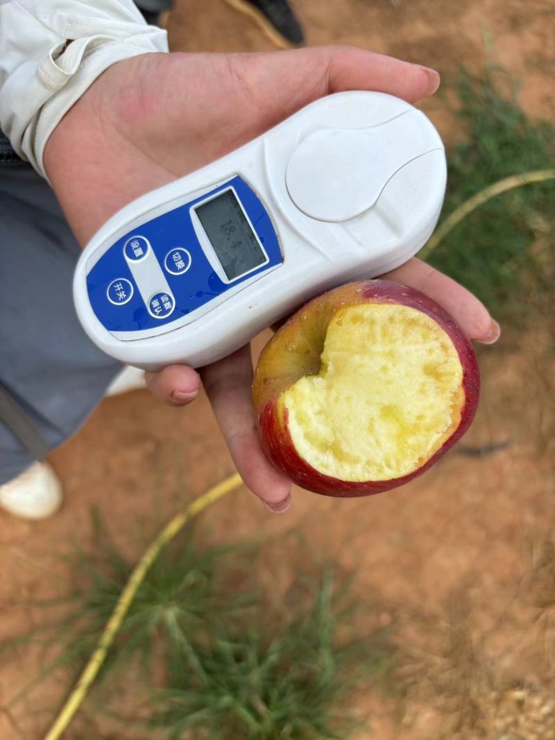 云南红露苹果，早熟苹果，纯甜无酸，基地直采，